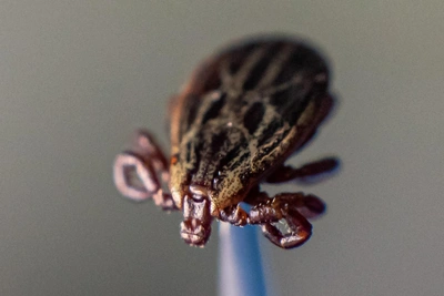 В Новосибирской области зафиксировали укусы клещей