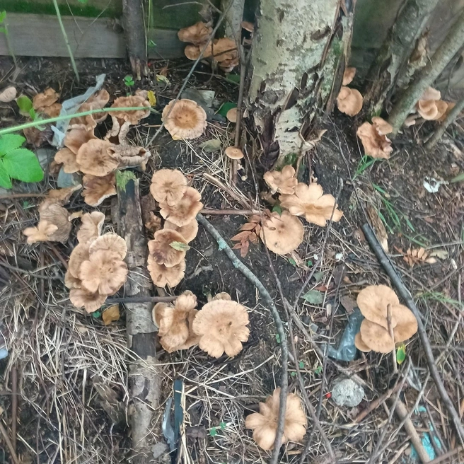 Сезон осенних опят обычно начинается в конце августа или начале сентября | Источник: Общение грибников / Vk.com