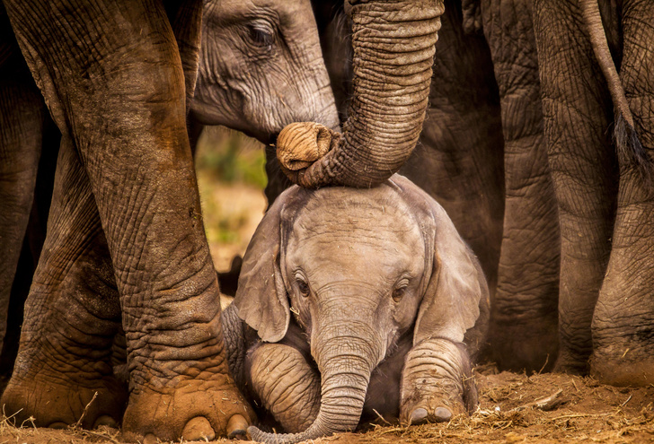 Как слоны воспитывают детей
