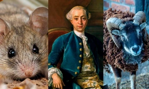 Назван самый верный партнер в мире животных. А что насчет людей?