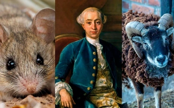 Назван самый верный партнер в мире животных. А что насчет людей?