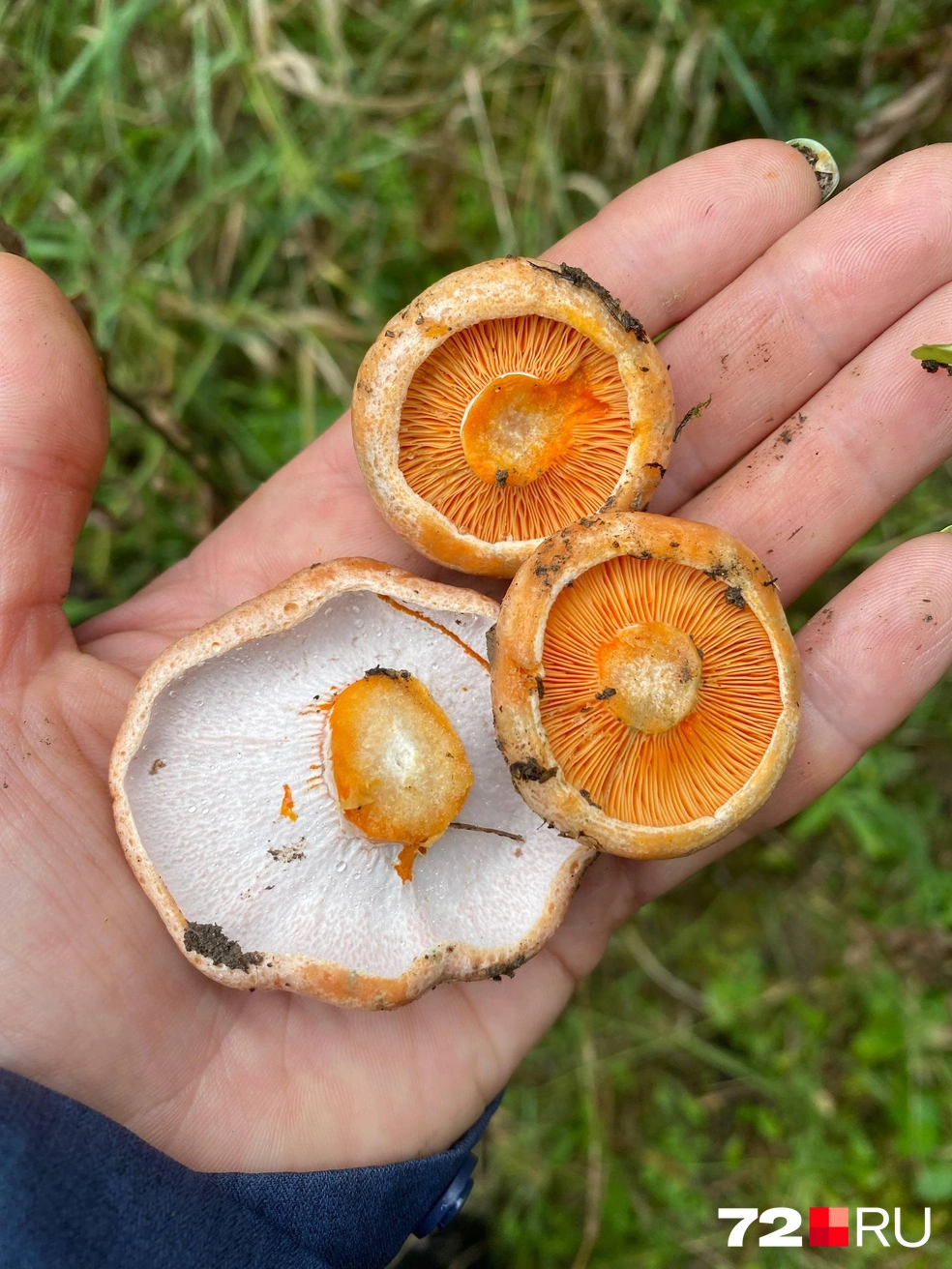 Массово в тюменских лесах нет ни рыжиков, ни опят  | Источник: читательница 72.RU