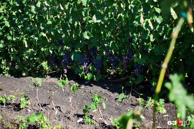 В наших широтах виноград растет внизу лозы | Источник: Роман Данилкин / 63.RU
