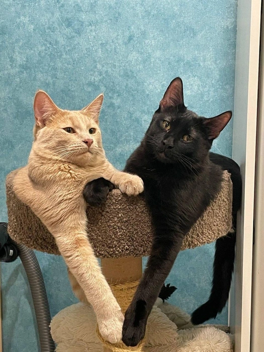 Держитесь за лапки! | Источник: читатель 63.RU