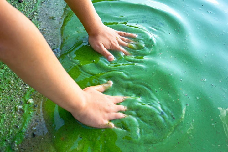 Сине-зеленый сигнал: почему питьевая вода пахнет капустой или плесенью