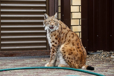 Рысь проникла на территорию детского сада под Нижним Новгородом