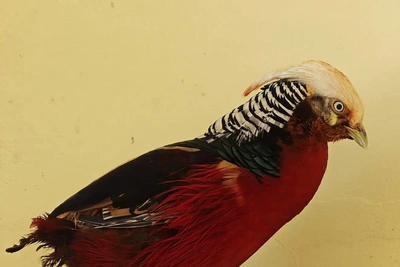 Золотой фазан появился в барнаульском зоопарке