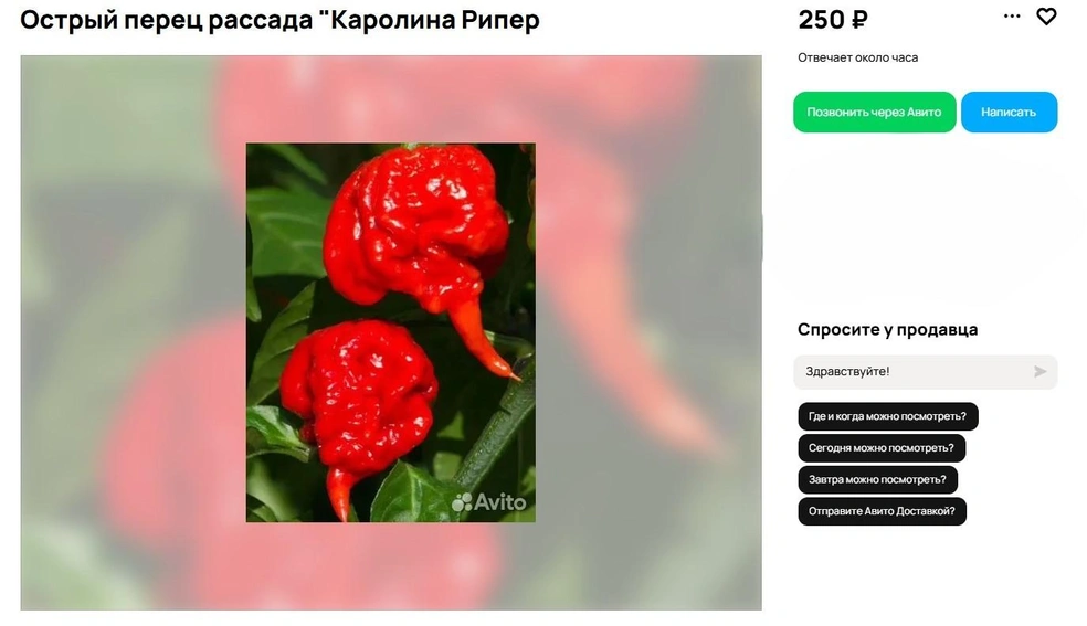 Источник: Avito.ru