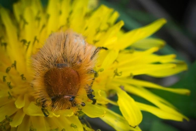 Хрущ-лисички в Волгограде: рыжие и зеленые жуки