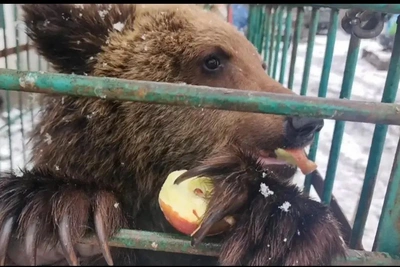Медвежонок Ёжик с КБЖД переехал в Карельский зоопарк