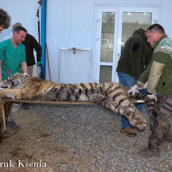 Источник: Центр «Тигр» / T.me