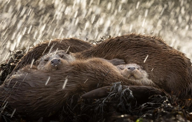 Источник: James Rogerson /&nbsp;Fine Art Photography Awards 2026