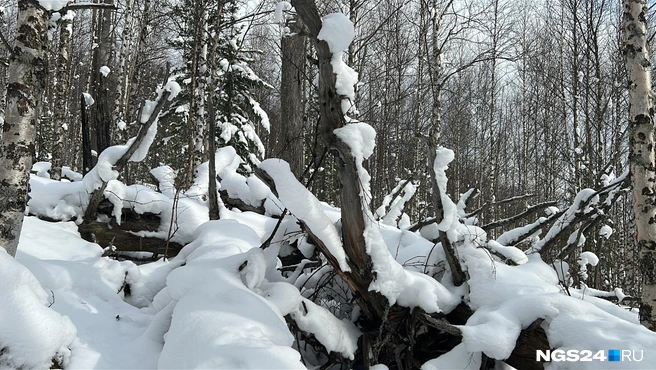 Завалы | Источник: Алексей Тайганавт / NGS24.RU