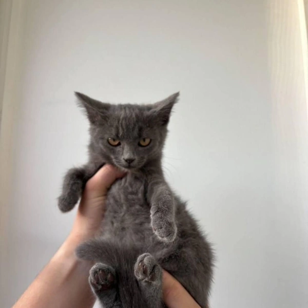 А эта красотка&nbsp;— девочка | Источник: сайт бесплатных объявлений