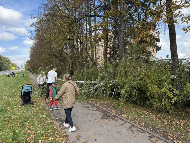 В Москве бушует сильный ветер | Источник: Московская хроника / T.me