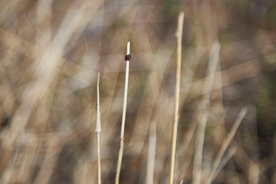 Клещи проснулись в Югре раньше срока