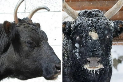 В Ленинградском зоопарке умерли корова Сахая и бык Мааны