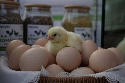 Яйца подорожали на 7,47% в Самарской области