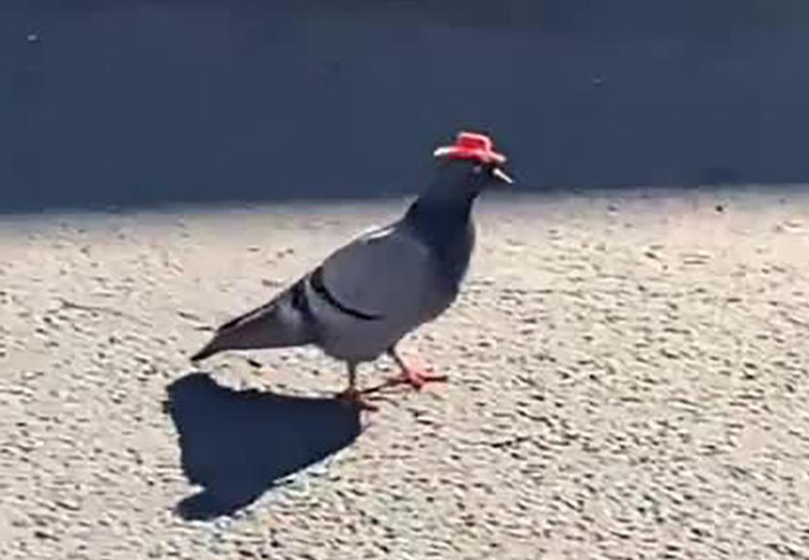 В Лас-Вегасе кто-то надевает на голубей маленькие ковбойские шляпы, и объяснений этому пока нет (фото и видео)