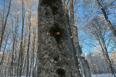 Задержан подозреваемый в убийстве егеря в КЧР