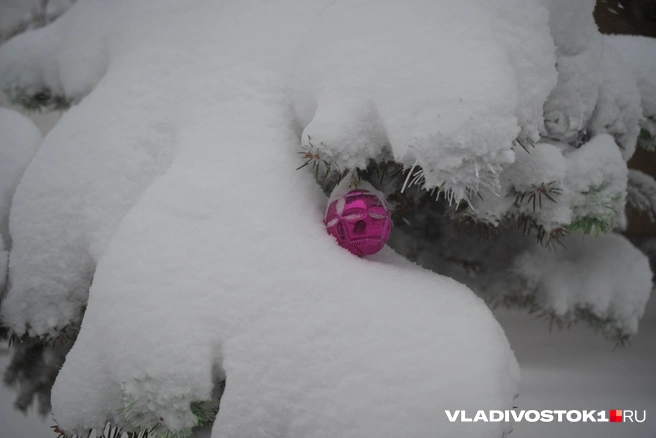 Источник: Елена Буйвол / VLADIVOSTOK1.RU