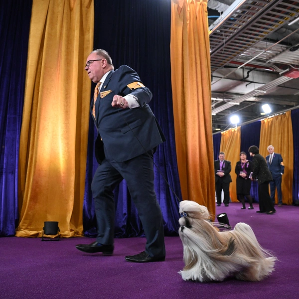 Источник: Bryan Bedder/Getty Images for Westminster Kennel Club