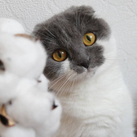 Аватарка Pleasant