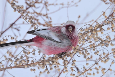 Новосибирец снял редкую розовую птицу