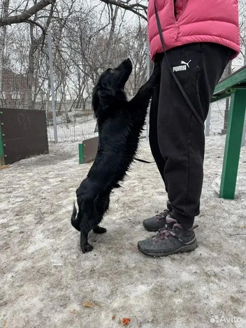 Прошлая хозяйка не любила щенка, била и совсем с ним не гуляла | Источник: сайт «Авито»