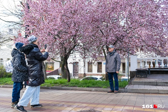 Фотографию с цветущими деревьями хочет получить не только молодежь | Источник: Евгений Вдовин / 161.RU