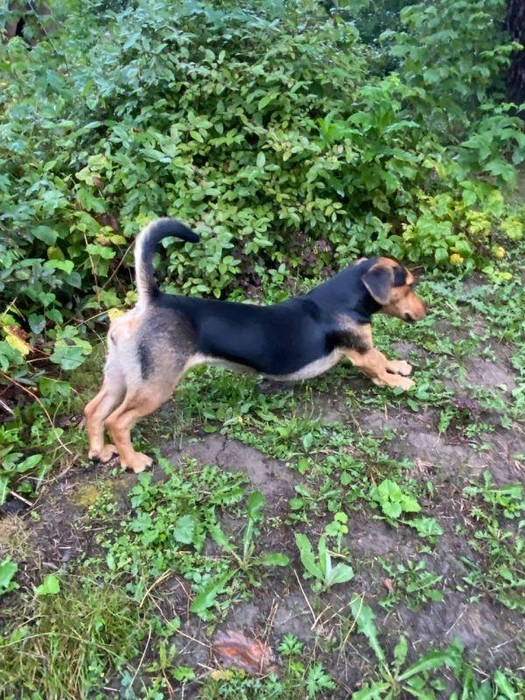 Животное ухоженное, социализированное и подходит для содержания в квартире | Источник: www.city-n.ru