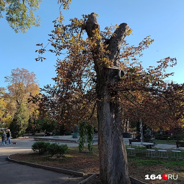 Источник: Сергей Гендин / 164.RU