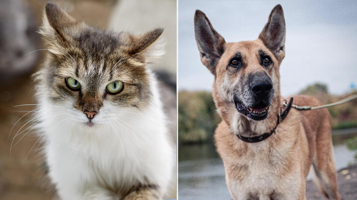 Котопёс недели: возьмите из приюта шикарную кошку Офелию или статного пса Рыжидзе