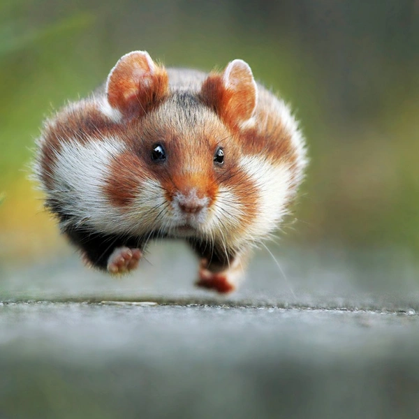 Источник: Julian Rad / Comedy Wildlife Photography Awards 2015