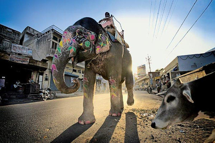 Последние из махаутов: как устроена профессия погонщика слонов в Индии