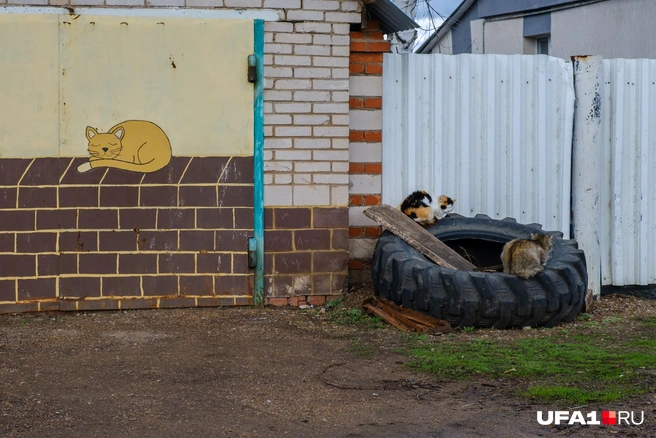 Найди трех котов! | Источник: Булат Салихов / UFA1.RU