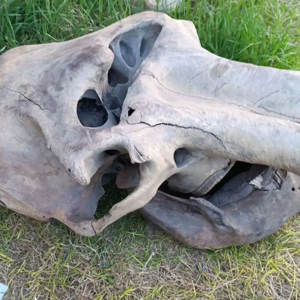 Череп мамонта | Источник: Avito.ru / yakutsk