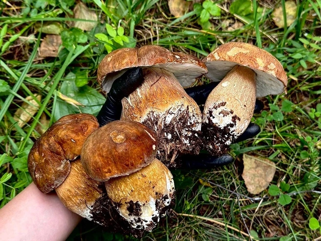 В лесах под Магнитогорском тоже богато | Источник: Грибомания по Уралу / Vk.com