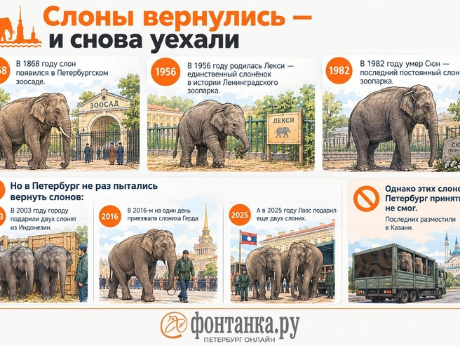 Слоны вернулись в Петербург | Источник: Кирилл Григошин / «Фонтанка.ру»