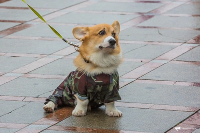 Дождь и похолодание ожидают Сахалинскую область 21 апреля