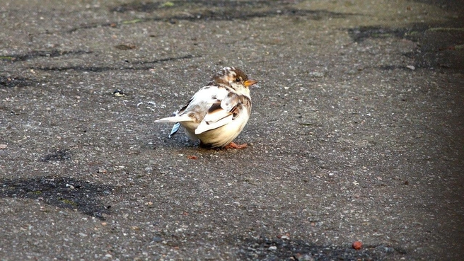 Посмотрите на воробья-мутанта, которому повезло с друзьями | Источник: Павел Глазков / «Каждой твари по паре»