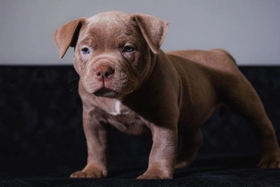 Lilac American Bully Puppy for Sale in Tyumen