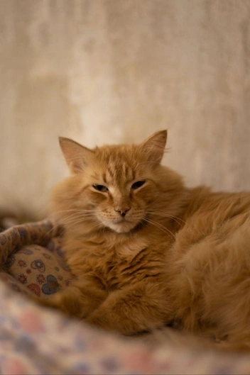 Источник: Елена Гасанова