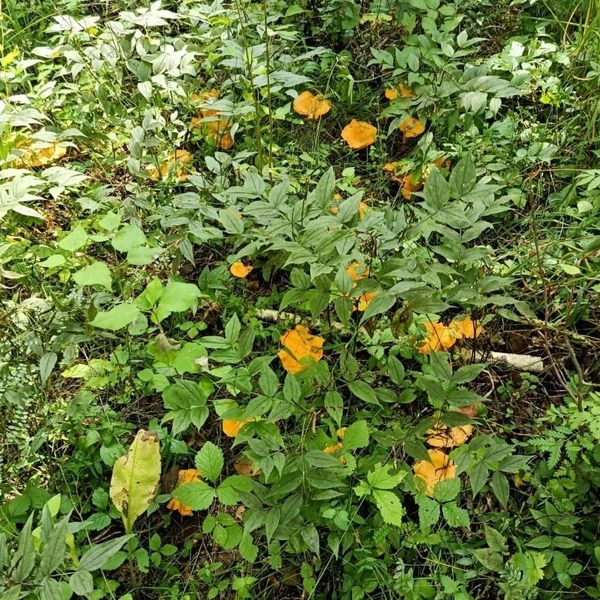 Источник: Нина Маланьина / «Уральский яжегрибник» / Vk.com