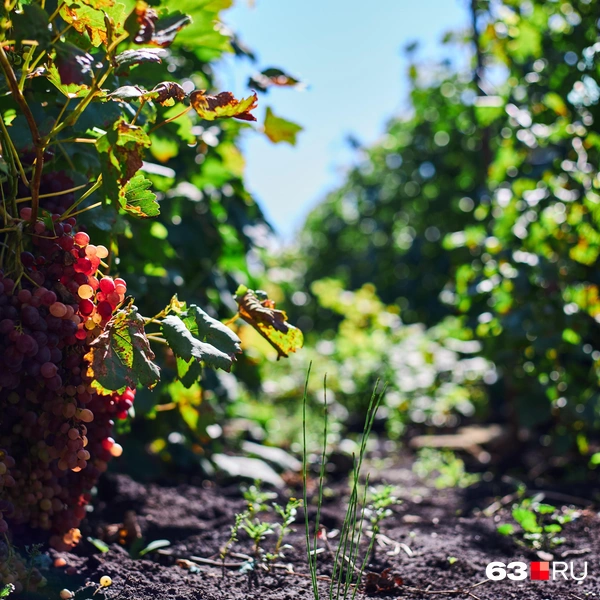 Источник: Роман Данилкин / 63.RU