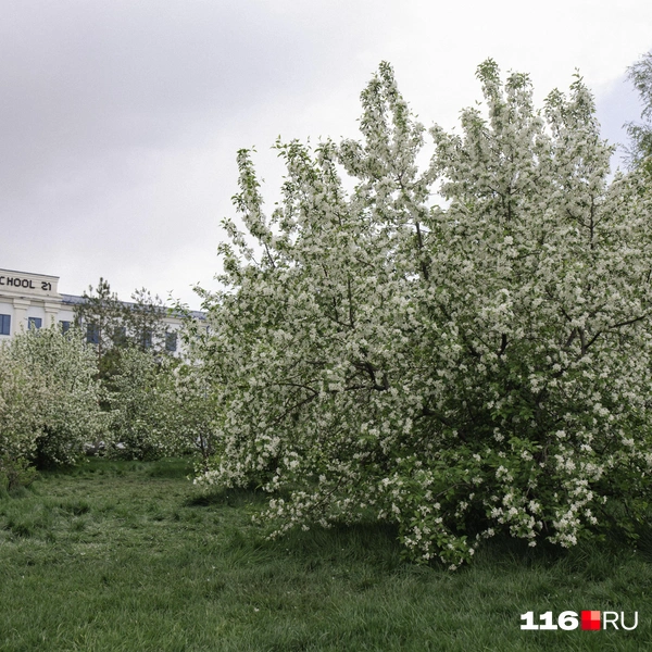 Источник: Лина Саитова / 116.RU