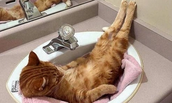 Смешные и красивые коты, которые не такие, как все (18 фото)