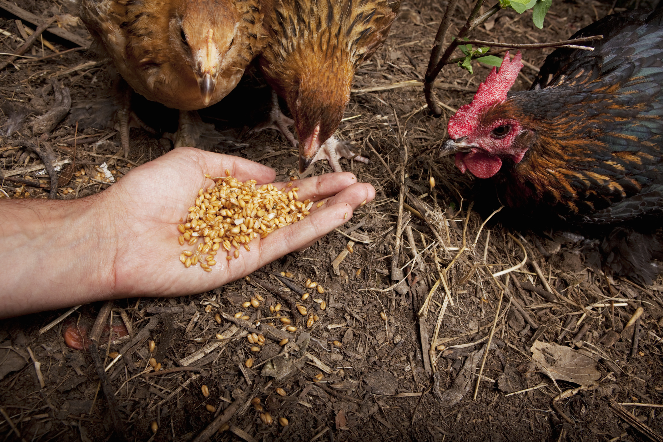 Можно давать пшеницу цыплятам. Курица ест зерно. Зернышки для курочки. Корм для домашних курей. Куры клюют зерно.
