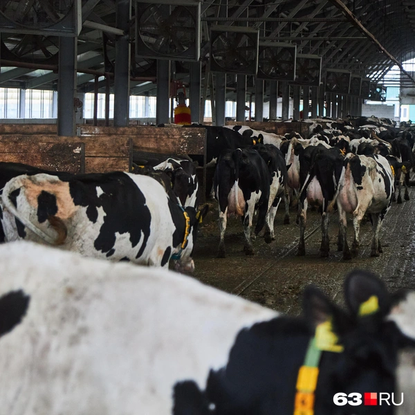 Источник: Роман Данилкин / 63.RU