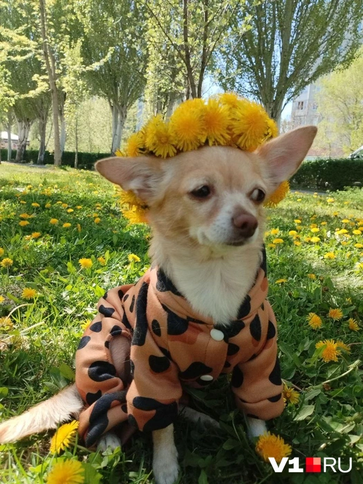 Как вам наряд? Кажется, кому-то он пришелся не по душе… | Источник: читатели V1.RU